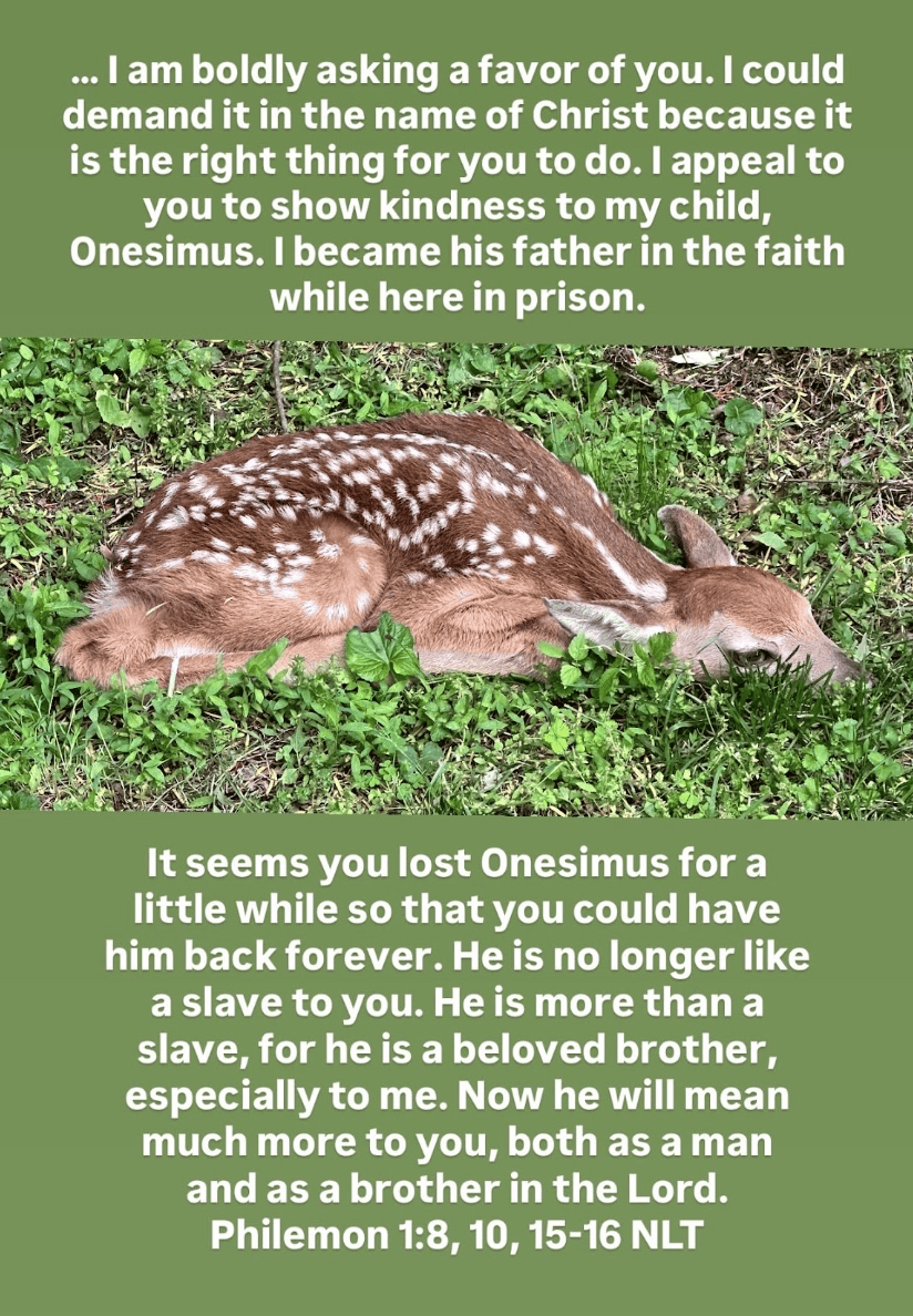 The Fawn Was Gone